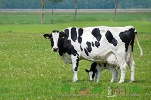 Alegerea rasei de vaci pentru reproducere selecție de vaci de lapte, vaci cu nume și descriere a fotografiei din România (rasa de vaci de lapte fotografie descriere Bull România foto din titlu) Alegerea rasei de vaci pentru reproducere selecție de vaci de lapte, vaci cu nume și descriere a fotografiei din România