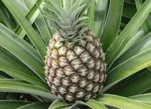 Care sunt beneficiile de ananas și de deteriorare a sănătății de băut în special