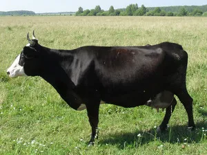 Alegerea rasei de vaci pentru reproducere selecție de vaci de lapte, vaci cu nume și descriere a fotografiei din România (rasa de vaci de lapte fotografie descriere Bull România foto din titlu) Alegerea rasei de vaci pentru reproducere selecție de vaci de lapte, vaci cu nume și descriere a fotografiei din România