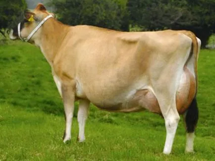 Alegerea rasei de vaci pentru reproducere selecție de vaci de lapte, vaci cu nume și descriere a fotografiei din România (rasa de vaci de lapte fotografie descriere Bull România foto din titlu) Alegerea rasei de vaci pentru reproducere selecție de vaci de lapte, vaci cu nume și descriere a fotografiei din România