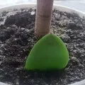 Cultivarea din semințe de heliotrop, foto și video