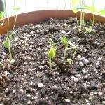 Cultivarea castraveți pe un pervaz sfaturi și fotografii