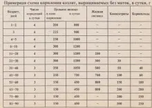 Cultivarea copii copii hrănire regim