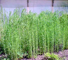 cultivarea inului