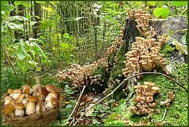 Ciuperci cresc în grădină, comandantul