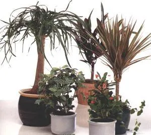 Cultivarea plantelor hidroponice - Totul despre plante de interior pe (umple oala exterior) Cultivarea plantelor hidroponice - Totul despre plante de interior pe