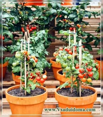 Cultivarea rosii cherry la domiciliu, locul de grădină, cabana și de interior plante (tomate (tomate)) Cultivarea rosii cherry la domiciliu, locul de grădină, cabana și plante de apartament