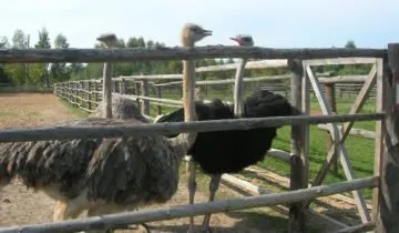 Nu struți sunt ridicate în casă și că este necesar ca