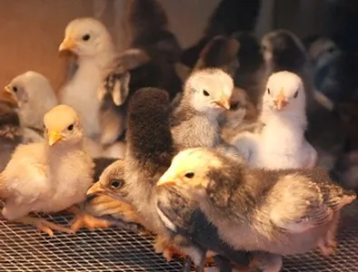 pas de broiler de îngrijire pas, hrănire, foto, video (de îngrijire) pas de broiler de îngrijire pas, hrănire, foto, video