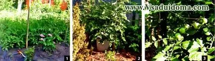 Cultivarea rosii cherry la domiciliu, locul de grădină, cabana și plante de apartament (casă) Cultivarea rosii cherry la domiciliu, locul de grădină, cabana și plante de apartament
