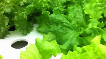 Metoda de cultivare hidroponice