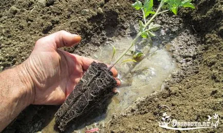 Transplantarea de roșii în teren deschis - cum să planteze și când