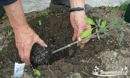 Transplantarea de roșii în teren deschis - cum să planteze și când