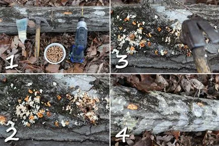 Ciuperci în creștere într-o grădină deosebit de îngrijire pentru plante în grădina propriilor mâini, o fotografie și (în creștere) Ciuperci în creștere într-o grădină de îngrijire în special pentru plantele din grădina propriile mâini, și fotografii