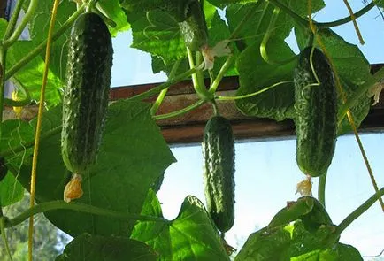 Cultivarea castraveți de pe echipamentul tehnic trepte balcon secrete (castraveți) Cultivarea castraveți pe balcon etapele secrete ale practicilor agricole