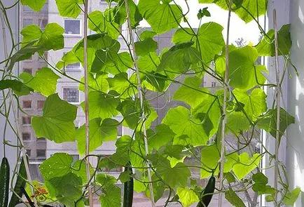 Cultivarea castraveți pe balcon etapele secrete Mașini (castravete în creștere acasă pervaz treptat balcon) Cultivarea castraveți pe balcon etapele secrete ale practicilor agricole