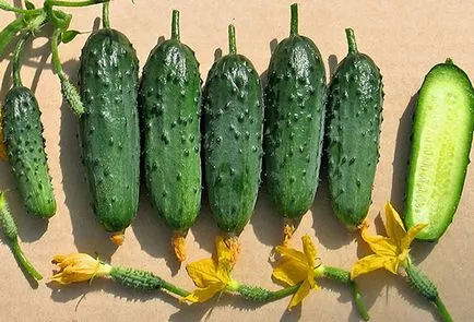 Cultivarea castraveți pe balcon etapele secrete Mașini (castravete în creștere acasă pervaz treptat balcon) Cultivarea castraveți pe balcon etapele secrete ale practicilor agricole