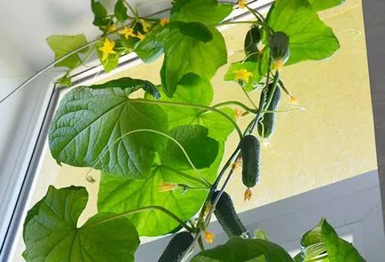 Cultivarea castraveți de pe echipamentul tehnic trepte balcon secrete (pas cu pas) Cultivarea castraveți pe balcon etapele secrete ale practicilor agricole
