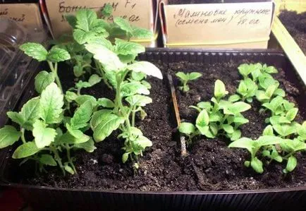 Cultivarea din semințe de heliotrop, foto și video