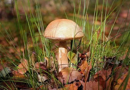 Ciuperci în creștere într-o grădină de îngrijire în special pentru plantele din grădina propriile mâini, și fotografii (ciuperci) Ciuperci în creștere într-o grădină de îngrijire în special pentru plantele din grădina propriile mâini, și fotografii