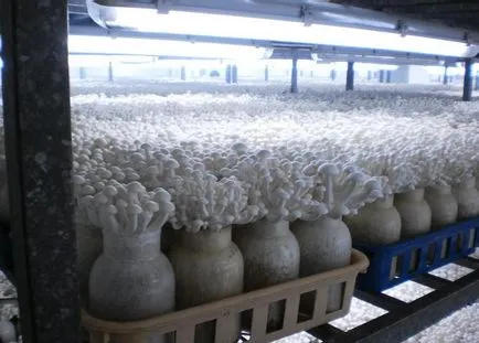 Cultivarea ciupercilor la domiciliu pentru începători video (începători) Cultivarea ciupercilor la domiciliu pentru începători film