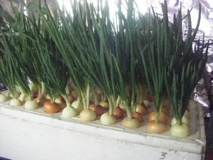 Metoda de cultivare hidroponice