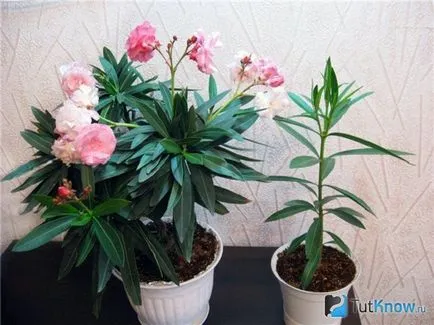 oleandru Cultivarea la domiciliu