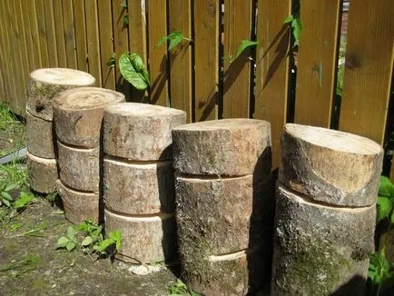Cultivarea ciupercilor stridii la domiciliu - o sursă de profit și venit (stridii) Cultivarea ciupercilor stridii la domiciliu - o sursă de profit și venituri