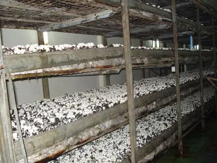Cultivarea ciupercilor la domiciliu pentru începători video (în creștere) Cultivarea ciupercilor la domiciliu pentru începători film