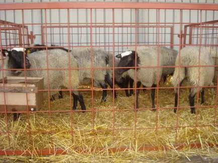 Cultivarea oilor la stâna acasă pentru oile cu propriile sale mâini
