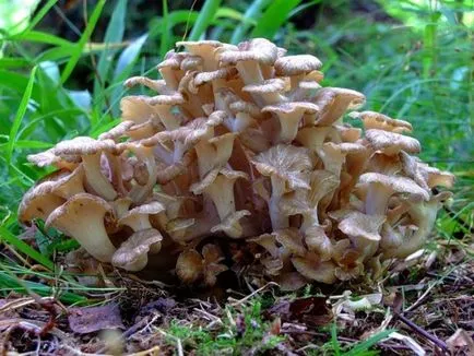 Ciuperci în creștere într-o grădină de îngrijire în special pentru plantele din grădina propriile mâini, și fotografii (în creștere în grădină să crească ciuperci ca o secțiune) Ciuperci în creștere într-o grădină de îngrijire în special pentru plantele din grădina propriile mâini, și fotografii