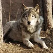 Volkosoby puterea de lup, loialitatea câine, acasă grooming secrete (forță) Volkosoby puterea de lup, loialitatea câine, secrete acasă îngrijire