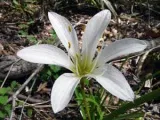 usturoi de primăvară - plantare și îngrijire în cultivarea câmp deschis de usturoi din semințe; Curățare și depozitare (usturoi) usturoi de primăvară - plantare și îngrijire în cultivarea câmp deschis de usturoi din semințe; Curățare și stocare