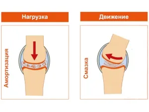 Chondroprotectors pentru câini