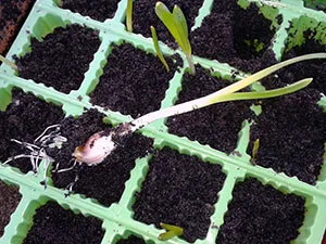 usturoi de primăvară - plantare și îngrijire în cultivarea câmp deschis de usturoi din semințe; Curățare și depozitare (plantare) usturoi de primăvară - plantare și îngrijire în cultivarea câmp deschis de usturoi din semințe; Curățare și stocare