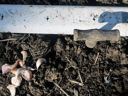 usturoi de primăvară - plantare și îngrijire în cultivarea câmp deschis de usturoi din semințe; Curățare și depozitare (plantare) usturoi de primăvară - plantare și îngrijire în cultivarea câmp deschis de usturoi din semințe; Curățare și stocare