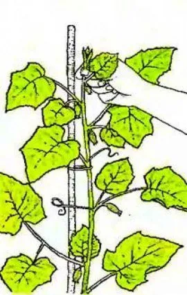 De ce prischepyvayut plante de apartament, cum se face pas cu pas (camera corectă De ce plante prischipnut puternice lăstari) De ce prischepyvayut plante de apartament, cum se face pas cu pas