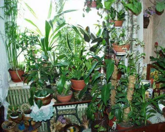 De ce prischepyvayut plante de apartament, cum se face pas cu pas (camera corectă De ce plante prischipnut puternice lăstari) De ce prischepyvayut plante de apartament, cum se face pas cu pas