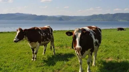 Conspirație la pui de fermă, care zburau de vaca deochi