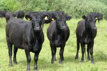 Conspirație la pui de fermă, care zburau de vaca deochi