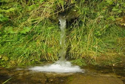 Conspirație la pui de fermă, care zburau de vaca deochi
