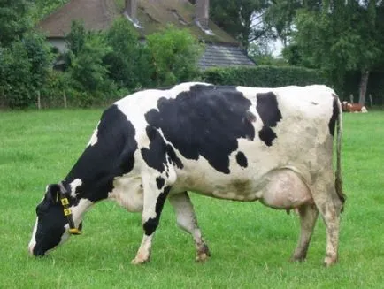 Conspirație la pui de fermă, care zburau de vaca deochi