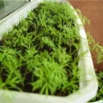 Verdele de pe balcon ceapa în creștere, marar, patrunjel, salata verde (video)