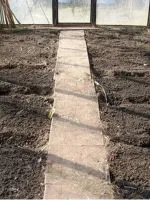 pete galbene pe frunze de tomate în seră