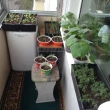 Verdele de pe balcon ceapa în creștere, marar, patrunjel, salata verde (video)