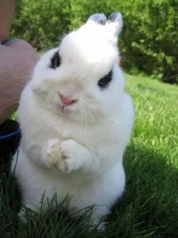 Hare - Care este semnificația acestor semne - prevestiri populare