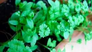 Verdele de pe balcon ceapa în creștere, marar, patrunjel, salata verde (video)
