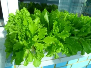 Verdele de pe balcon ceapa în creștere, marar, patrunjel, salata verde (video)