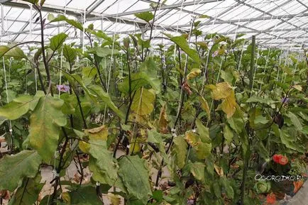 frunze galbene de vinete - cum să identifice și să elimine cauza (frunze) frunze galbene de vinete - cum să identifice și să elimine cauzele