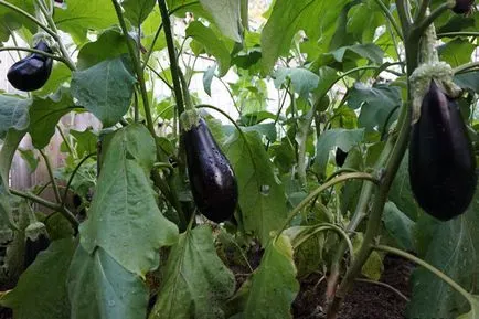 frunze vinete rândul său, galben - cum să identifice și să elimine cauza (o găleată de apă caldă) frunze galbene de vinete - cum să identifice și să elimine cauzele